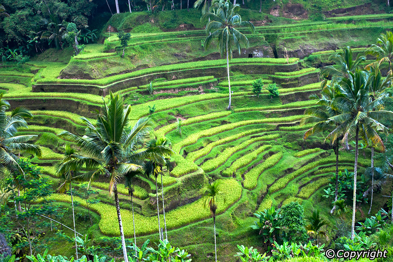 Island & Jungle Discovery