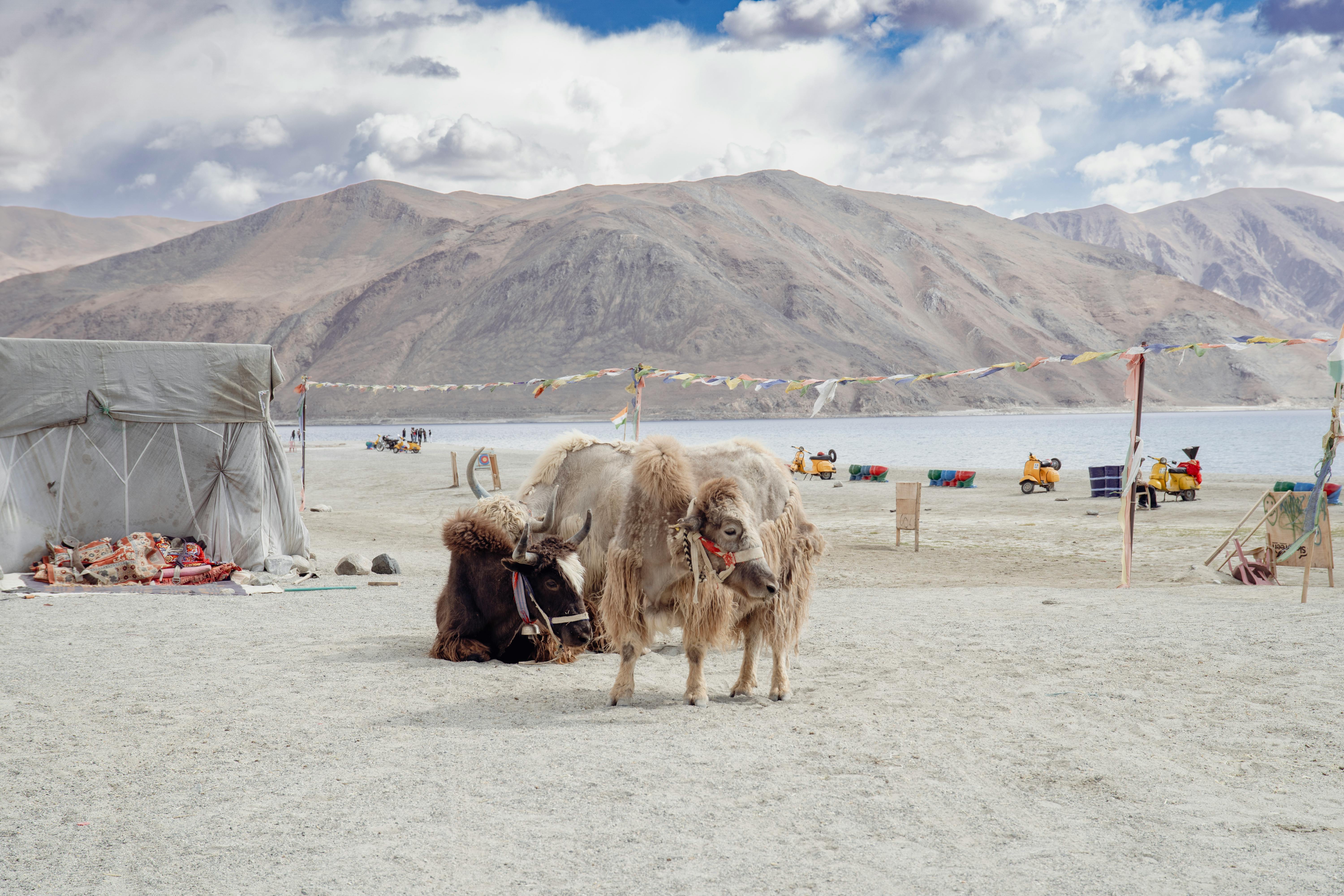 5 Adventure Activities for Thrill Seekers in Ladakh